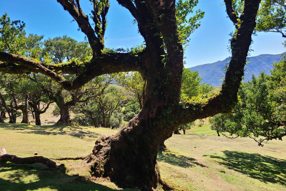 Zoom: Madeira Wanderreise