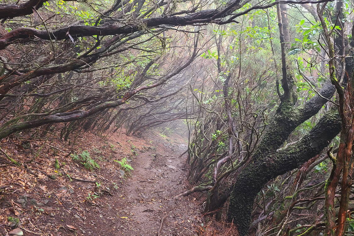 Zoom: Madeira Wanderreise