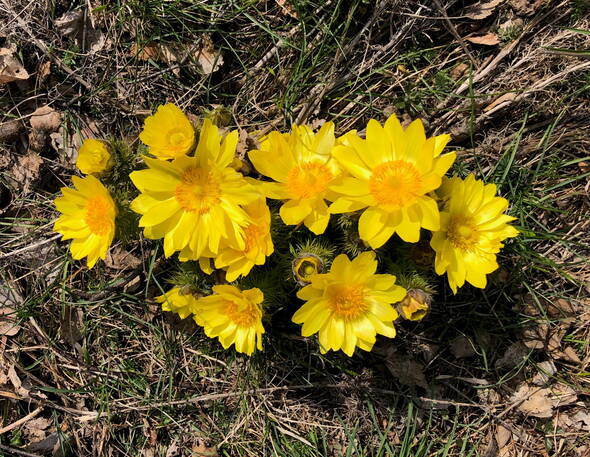 Zoom: Frühlings-Adonis mit ihren wunderschönen Blüten ist ein Lichtblick, welcher dem Auge und dem Herz gut tut.