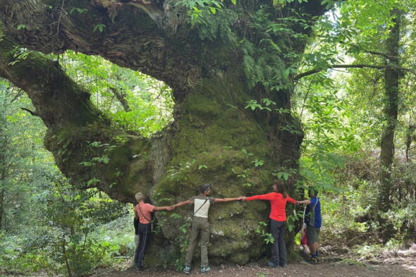 Wanderreise Korsika Interne Seite: Korsika Wanderreise