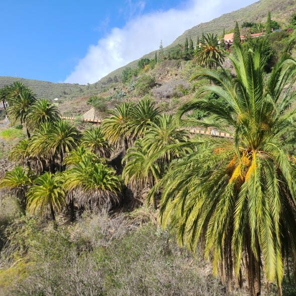 Teneriffa Wanderreise Interne Seite: Wandergenuss Teneriffa